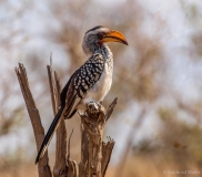 Hornbill on branch, South-Africa